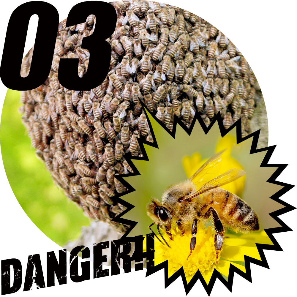愛媛県のハチ駆除なら 蜂のトラブルセンターニノミヤ